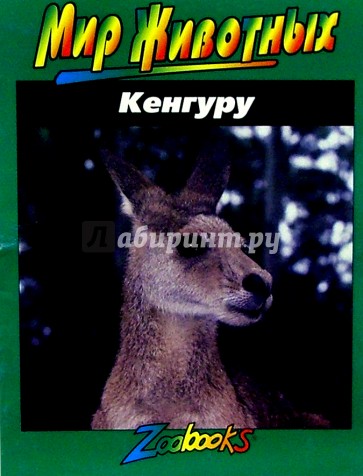 Кенгуру