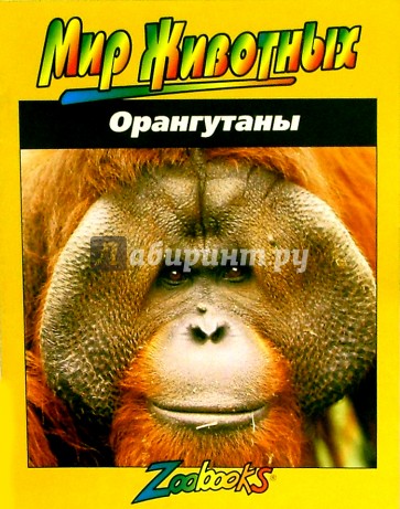 Орангутаны