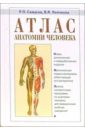 Атлас анатомии человека: Учебное пособие для студентов сред. медицинских учебных заведений