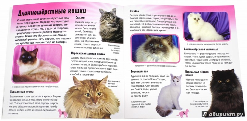 Сценарий для котов Сценарий для котов