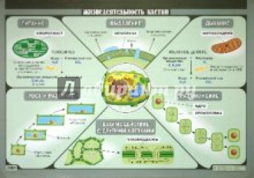 Жизнедеятельность клетки