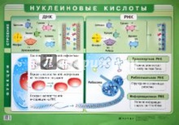 Нуклеиновые кислоты