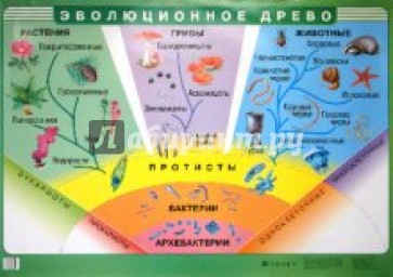 Эволюционное древо