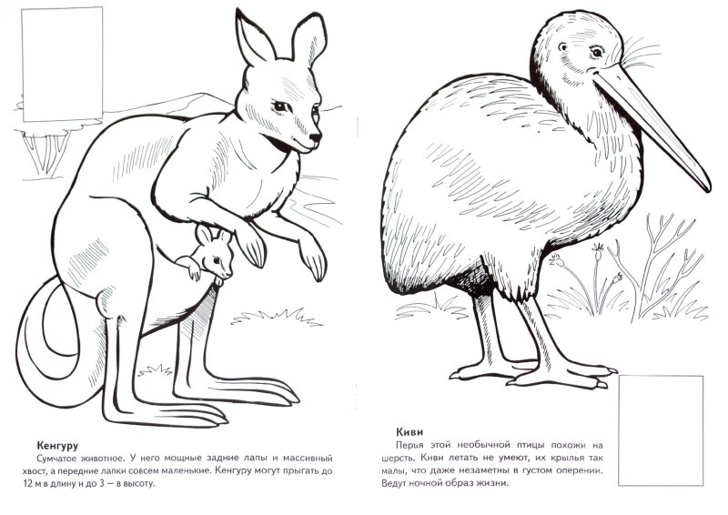 Книги Животные Австралии. Книжка-раскраска с наклейками - А. Андреева