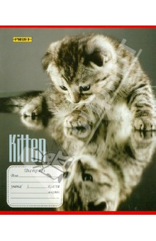   12  "Kitten"  (6125125084)