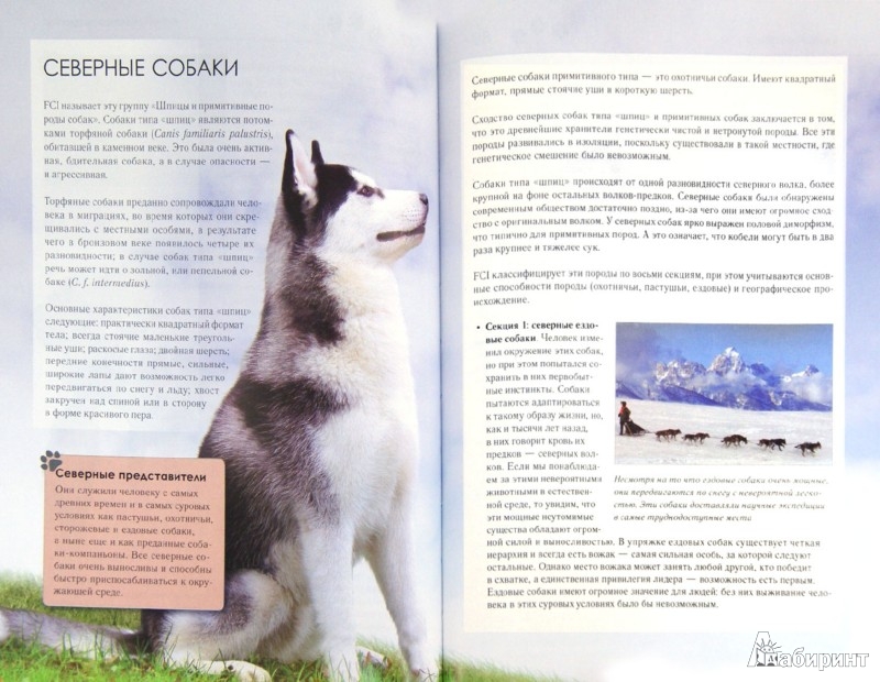 Кинологов-спасателей, далее лейтенант полиции марина фотограф- это у