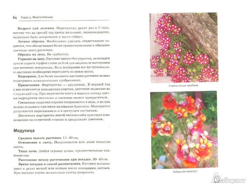 Дневник цветовода. Июль Дневник цветовода. Июль