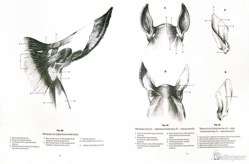 Иллюстрация 1 из 1 для Анатомический рисунок. Животные - Дьердь Фехер | Лабиринт - книги. Источник: Лабиринт