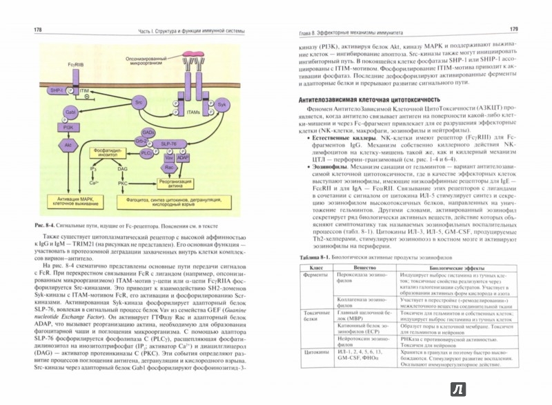 иммунология учебник скачать хаитов