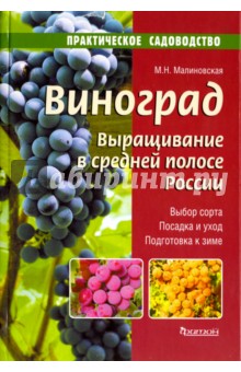 Виноград. Выращивание в средней полосе России