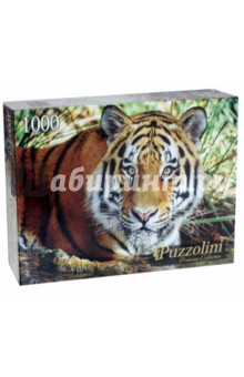 Puzzle-1000 "Амурский тигр" (GIPZ1000-7707)