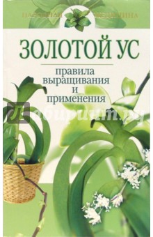 Золотой ус - правила выращивания и применения