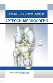 Визуальная анатомия человека Артросиндесмология Карточки 31 штука 646₽