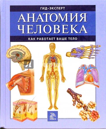 Анатомия человека. Как работает ваше тело