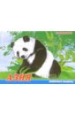 Животные Азии. Раскраска (М-015) животные азии раскраска м 015