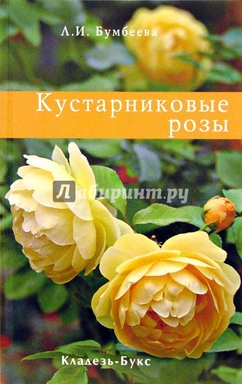 Кустарниковые розы