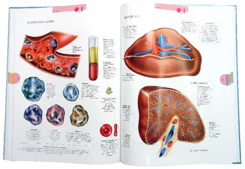 Иллюстрация 1 из 13 для Атлас анатомии человека - Виге, Орте | Лабиринт - книги. Источник: Лабиринт