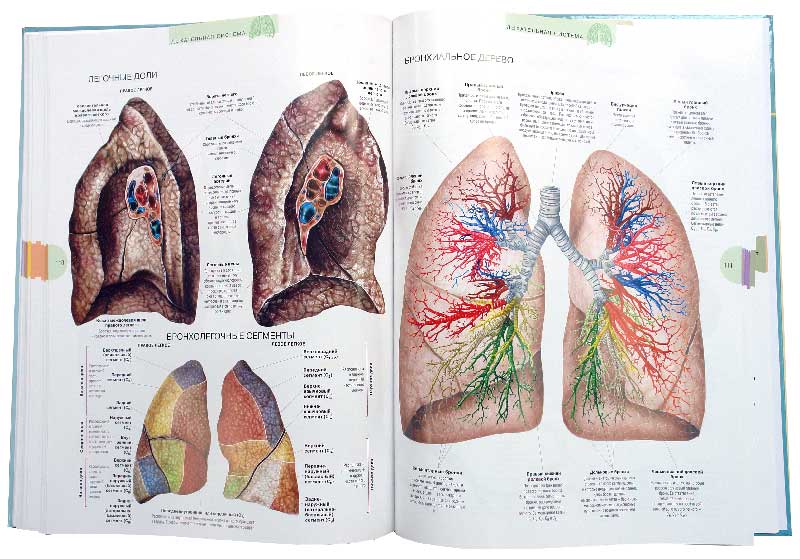 Иллюстрация 2 из 13 для Атлас анатомии человека - Виге, Орте | Лабиринт - книги. Источник: Лабиринт