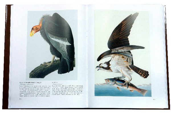 Иллюстрация 2 из 31 для Птицы Америки (в футляре) - Джеймс Одюбон | Лабиринт - книги. Источник: Лабиринт