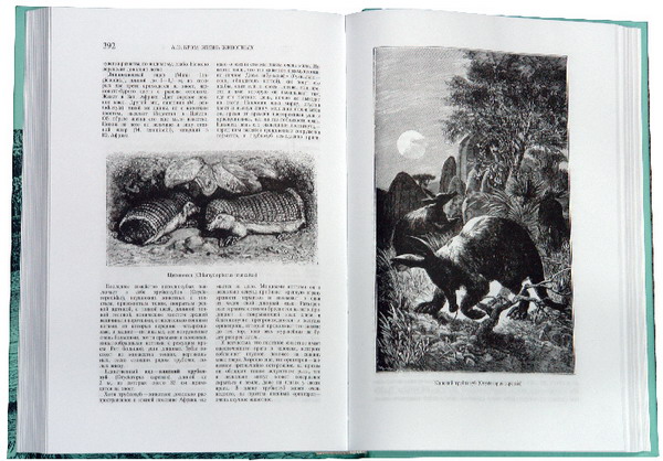 Иллюстрация 1 из 6 для Жизнь животных. В трех томах. Том 1. Млекопитающие - Альфред Брэм | Лабиринт - книги. Источник: Лабиринт