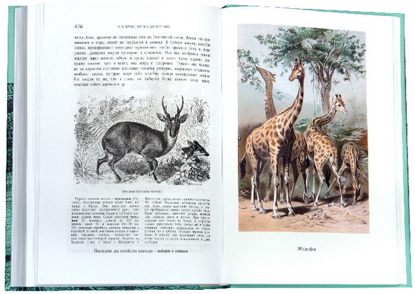 Иллюстрация 2 из 6 для Жизнь животных. В трех томах. Том 1. Млекопитающие - Альфред Брэм | Лабиринт - книги. Источник: Лабиринт