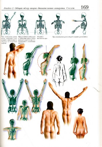 Иллюстрация 4 из 9 для Анатомия фитнеса - Андрей Кузнецов | Лабиринт - книги. Источник: Лабиринт