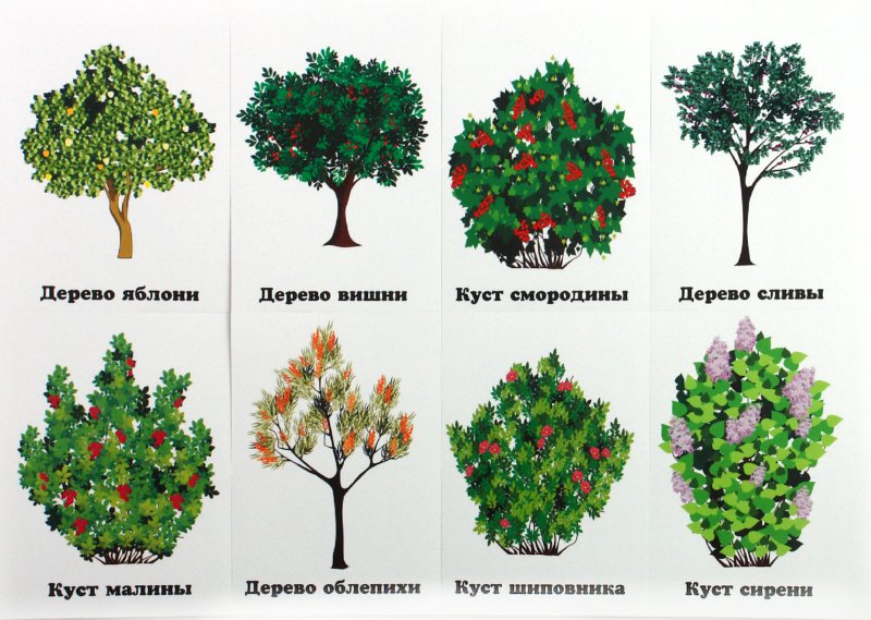 Картинки по запросу картинка деревья и кустарники