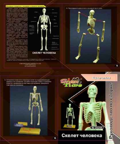 Иллюстрация 2 из 4 для Набор "Скелет человека" (38541) | Лабиринт - игрушки. Источник: Лабиринт