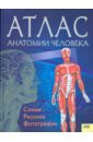 тело человека детский атлас по анатомии Атлас анатомии человека