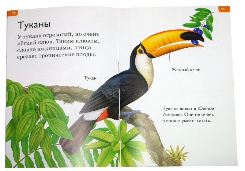 Иллюстрация 1 из 12 для Птицы - Дениз Райан | Лабиринт - книги. Источник: Лабиринт