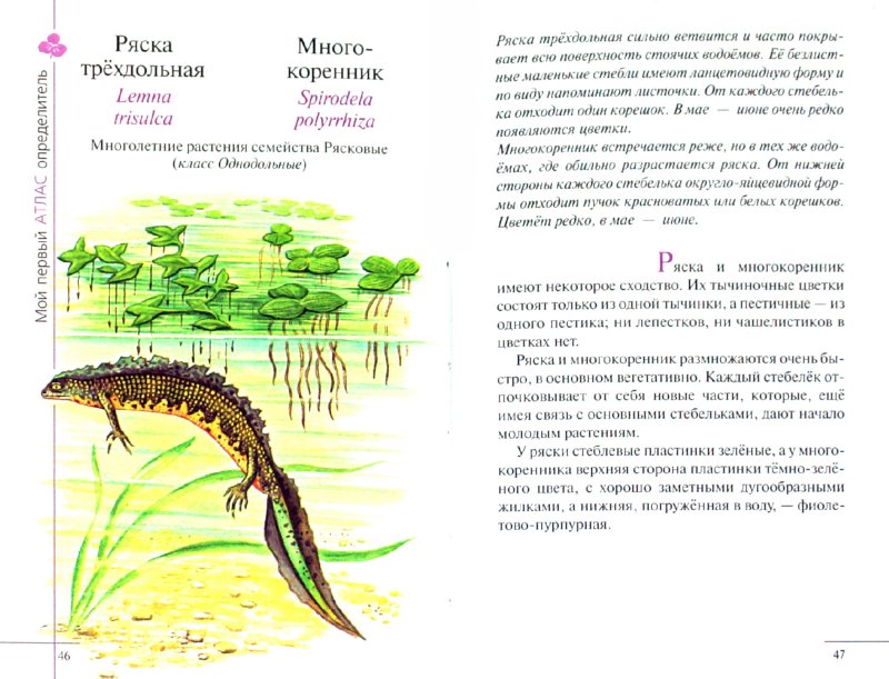 Иллюстрация 1 из 14 для Атлас: Растения водоема (7932) - Козлова, Сивоглазов | Лабиринт - книги. Источник: Лабиринт