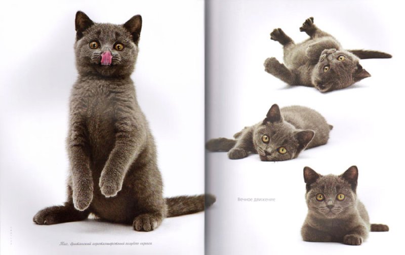 Книга: Жизнь кошек - Джейн Бартон. Купить книгу, читать рецензии | A  cats life! | ISBN 978-5-17-053135-6 | Лабиринт