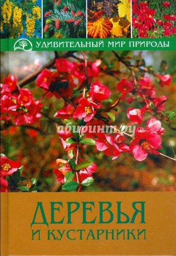 Деревья и кустарники