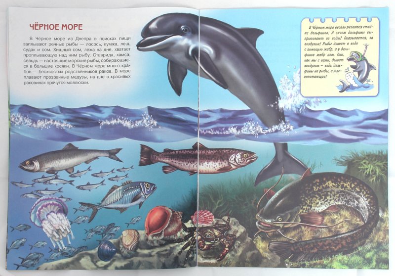 Иллюстрация 1 из 9 для Подводный мир. Книжки для любознательных - Юлия Школьник | Лабиринт - книги. Источник: Лабиринт