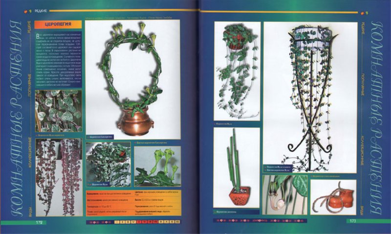 Иллюстрация 2 из 5 для Атлас комнатных растений | Лабиринт - книги. Источник: Лабиринт