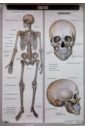 Кулик Н. Н. Скелет (глянец, 6255) малюкова л н адамов