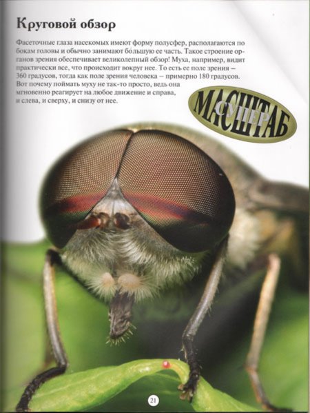 Иллюстрация 2 из 44 для Насекомые: жуки, пауки, бабочки и другие - Эндрю Дэвис | Лабиринт - книги. Источник: Лабиринт
