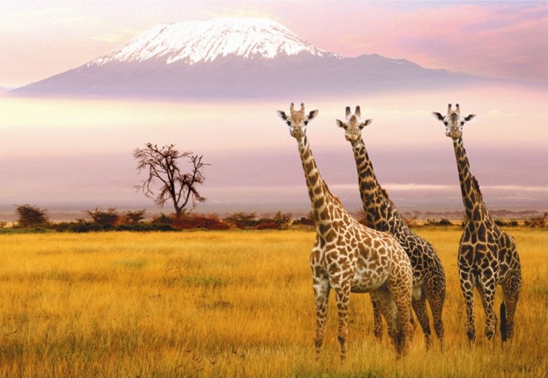 Иллюстрация 1 из 2 для Пазл-1000 "Национальный Парк. Кения" (13415) | Лабиринт - игрушки. Источник: Лабиринт