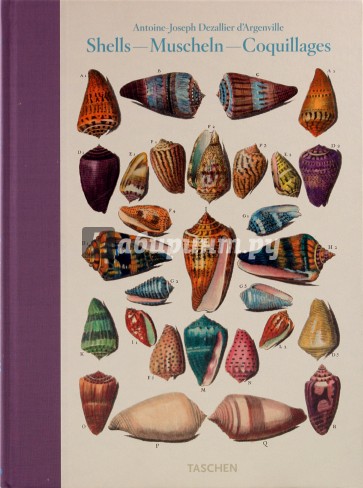 Shell - Muscheln - Coquillages