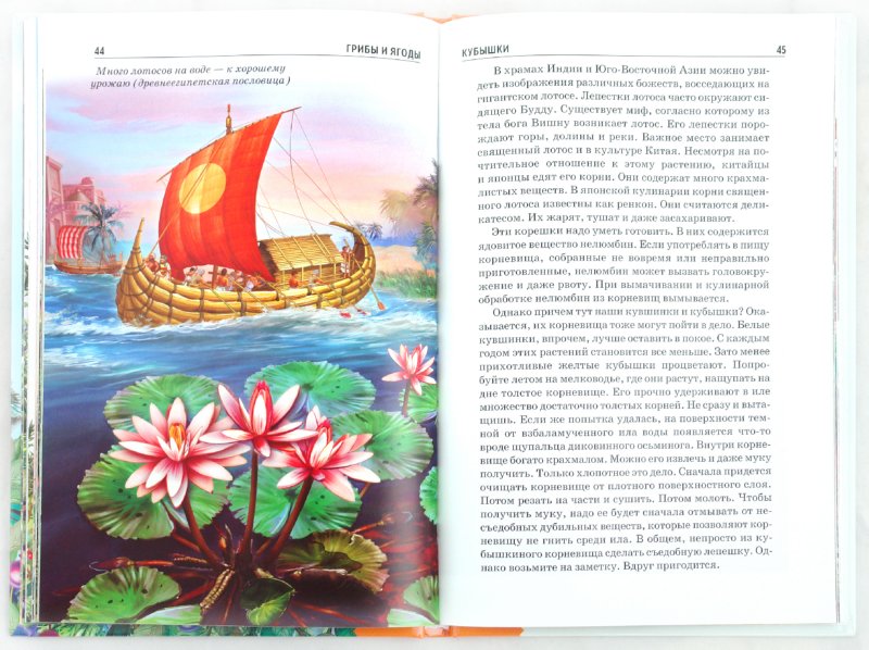 Иллюстрация 1 из 30 для Грибы и ягоды - Сергей Афонькин | Лабиринт - книги. Источник: Лабиринт
