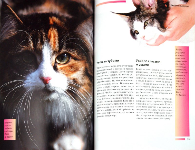 Иллюстрация 1 из 6 для Норвежская лесная кошка. Содержание и уход - Доминик Кизельбах | Лабиринт - книги. Источник: Лабиринт
