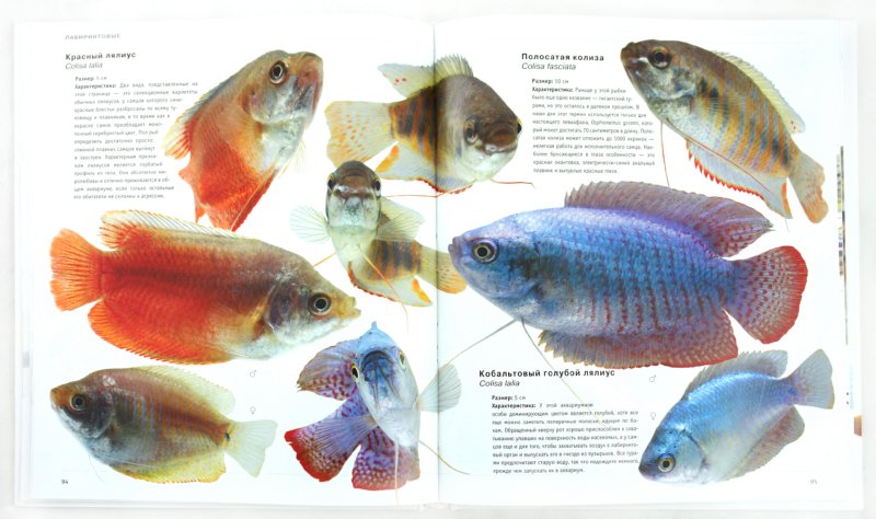 Иллюстрация 1 из 6 для Пресноводные аквариумные рыбы - Роджерс, Флетчер | Лабиринт - книги. Источник: Лабиринт