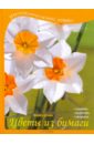 Штайн Марен Цветы из бумаги набор белые тюльпаны и нарциссы 38 шт