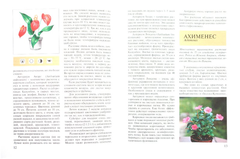 Иллюстрация 1 из 9 для Красивоцветущие комнатные растения - Ольга Блейз | Лабиринт - книги. Источник: Лабиринт