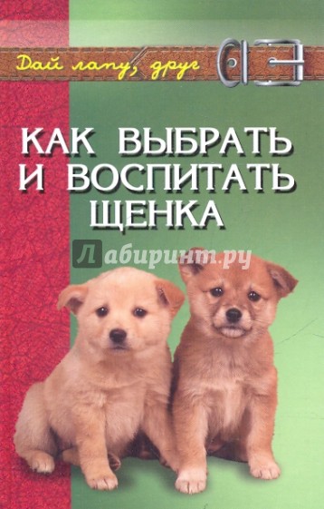 Как выбрать и воспитать щенка: содержание и дрессировка