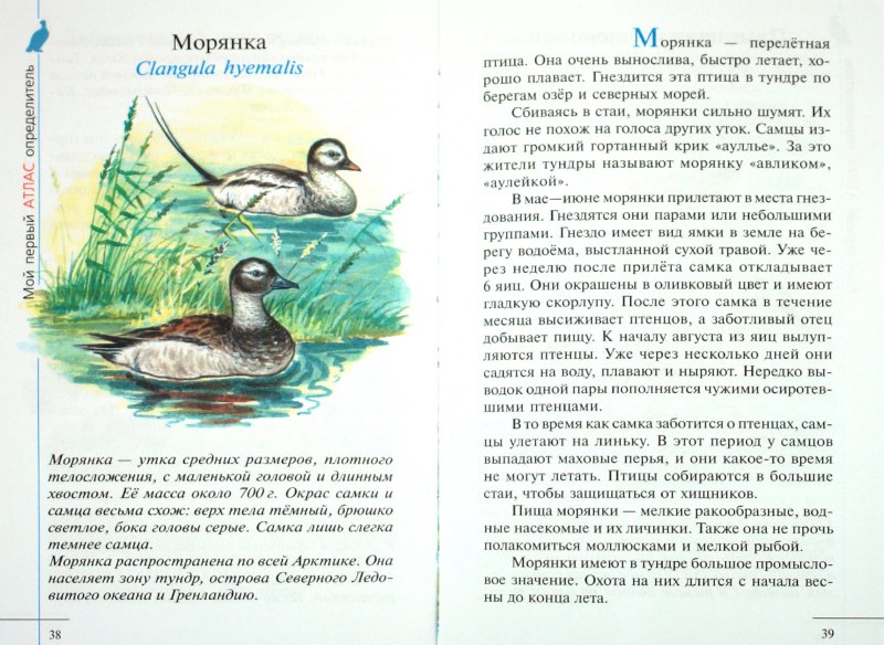 Иллюстрация 1 из 4 для Птицы Арктики - Сивоглазов, Овсянникова | Лабиринт - книги. Источник: Лабиринт