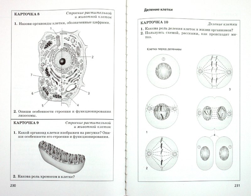 Какой органоид обозначен на рисунке цифрой 3