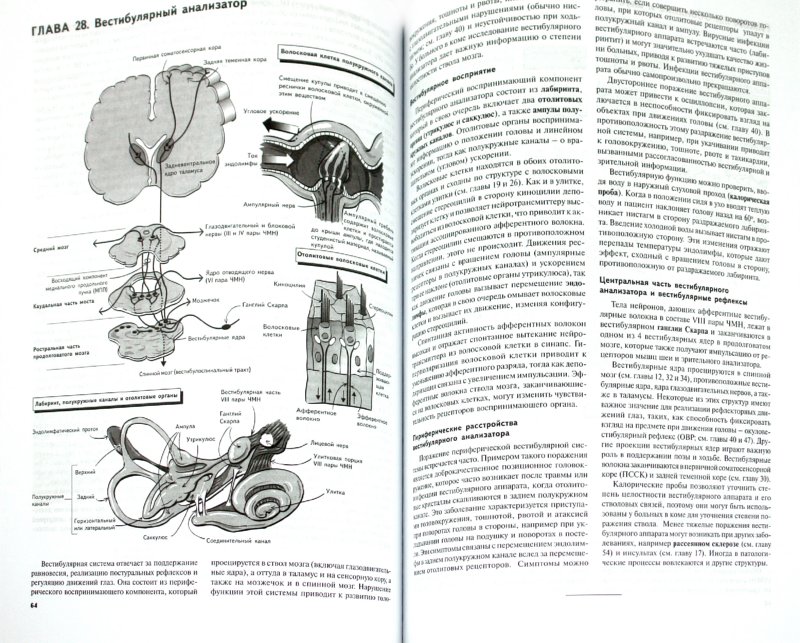 Иллюстрация 1 из 15 для Наглядная неврология - Баркер, Нил, Барази | Лабиринт - книги. Источник: Лабиринт