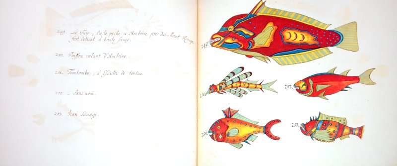 Иллюстрация 1 из 13 для Tropical Fishes of the East Indies - Samuel Fallours | Лабиринт - книги. Источник: Лабиринт