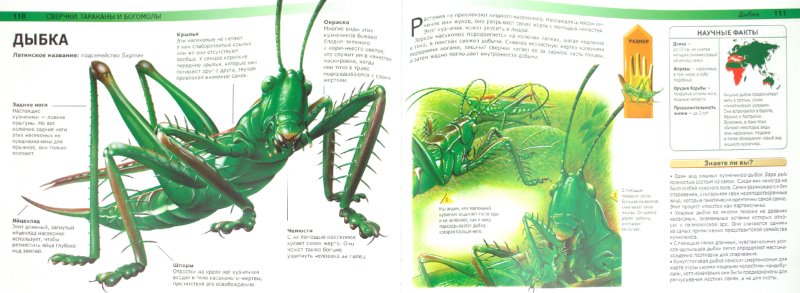 Иллюстрация 1 из 36 для Жуки и другие монстры мира насекомых - Сюзан Барраклаух | Лабиринт - книги. Источник: Лабиринт